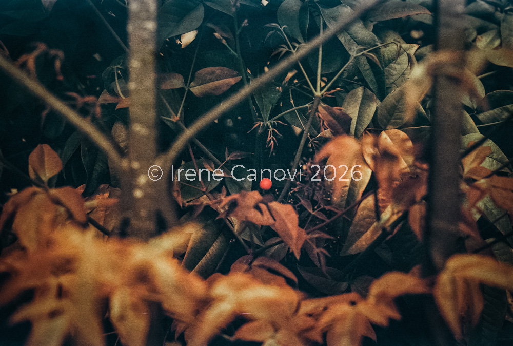 La fotografia con colori vintage alterati e desaturati ritrae del fogliame verde e arancione che circonda una recinzione di ferro. Tra le foglie sbuca una piccola bacca di colore rosso acceso al centro dell'immagine.
Sovraimpressa sull'immagine la scritta ©Irene Canovi 2026