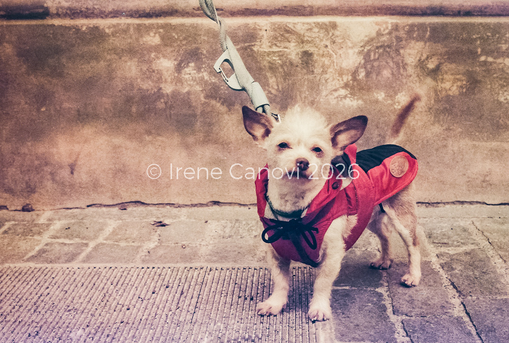 La fotografia dai toni caldi e vintage, leggermente desaturati, ritrae un cane di piccola taglia, di colore chiaro e a pelo corto. Indossa un cappottino rosso ed è legato ad un guinzaglio, il padrone è fuori dall'inquadratura. Il cane guarda dritto verso la persona che sta fotografando, con espressione curiosa. Ha un ciuffo di peli ritti sopra la testa e le orecchie sono dritte e a punta. La scena è ripresa all'esterno su una pavimentazione a sanpietrini, mentre sullo sfondo si vede il muro leggermente rovinato di un palazzo storico in stile europeo. Sovraimpressa sull'immagine la scritta ©Irene Canovi 2026